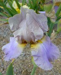 Iris (Kosatec 'Hofdame' - Vysoké bradaté kosatce)