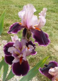 Iris barbata  'Pass The Wine'  kosatec zahradní květy, květenství