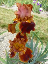 Iris barbata 'Rustler' kosatec zahradní květy, květenství Iris barbata 'Rustler' kosatec zahradní květy, květenství