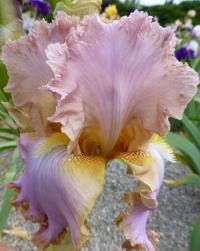 Iris barbata    'Fairy's Prom Dress'  kosatec zahradní květy, květenství