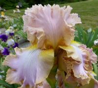 Iris barbata     'Fairy's Prom Dress'  kosatec zahradní květy, květenství