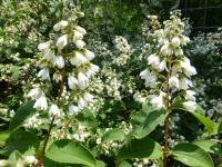 Deutzia glauca (Trojpuk šedý)