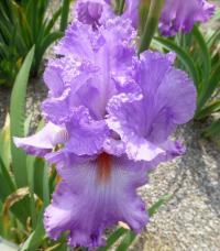 Iris barbata 'Elegabaal' kosatec zahradní květy, květenství Iris barbata 'Elegabaal' kosatec zahradní květy, květenství