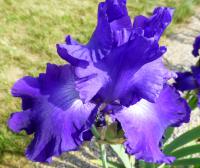 Kosatec 'Stellar Lights' - Vysoké bradaté kosatce