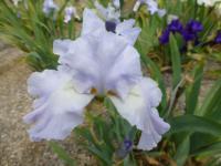 Iris barbata   'Lake Placid'  kosatec zahradní květy, květenství