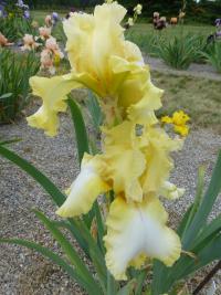 Iris barbata  'Cut Crystal'  kosatec zahradní květy, květenství