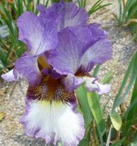 Iris barbata     'On the Go'  kosatec zahradní květy, květenství
