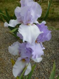 Iris (Kosatec 'Lilac Haze' - Vysoké bradaté kosatce)
