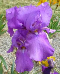 Iris (Kosatec 'Chordette' - Vysoké bradaté kosatce)