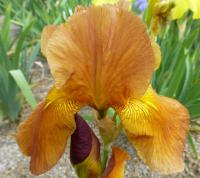Iris barbata    'Juliet'  kosatec zahradní květy, květenství