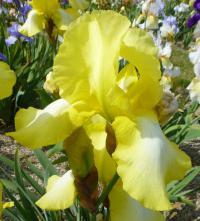 Iris (Kosatec 'Buttercup Bower' - Vysoké bradaté kosatce)