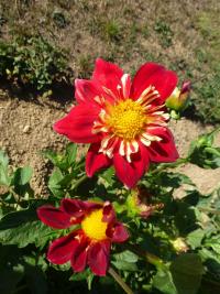 Dahlia   'Sokol'  jiřina květy, květenství