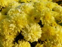 Chrysanthemum (Listopadka 'Světla žlutá')