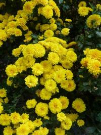 Chrysanthemum x morifolium  'Flavie'  listopadka zahradní rostlina