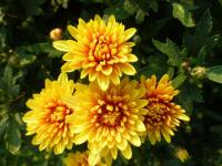 Chrysanthemum (Listopadka 'Slavěna')