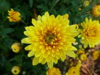 Chrysanthemum (Listopadka 'Slavěna')