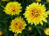 Chrysanthemum (Listopadka 'Slavěna')