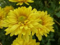 Chrysanthemum (Listopadka 'Slavěna')