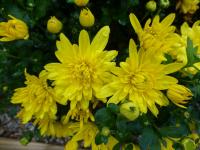 Chrysanthemum (Listopadka 'Klára')