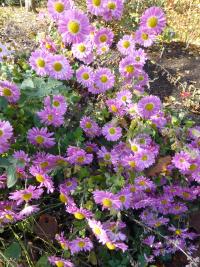Chrysanthemum (Listopadka 'Corinna')