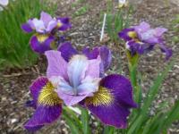 Iris sibirica 'Charming Billy'  kosatec sibiřský květy, květenství