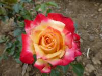 Rosa 'Hiroshima Spirit' růže květy, květenství Rosa 'Hiroshima Spirit' růže květy, květenství