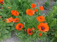 Papaver orientale (Mák východní 'Brillant')