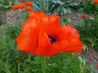 Papaver orientale (Mák východní 'Brillant')