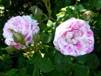 Růže stolistá 'Cottage Maid'