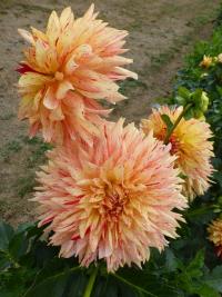 Jiřinka 'Dana Medřická'