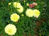 Dahlia  'Harvest Moonlight'  jiřina rostlina