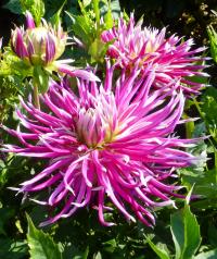 Dahlia 'Hollyhill Spiderwoman' jiřina květy, květenství Dahlia 'Hollyhill Spiderwoman' jiřina květy, květenství