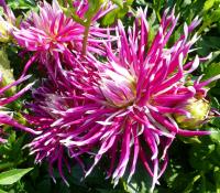 Jiřinka 'Hollyhill Spiderwoman'