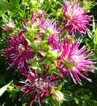 Dahlia 'Hollyhill Spiderwoman' jiřina květy, květenství Dahlia 'Hollyhill Spiderwoman' jiřina květy, květenství