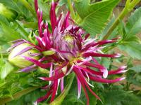 Dahlia 'Hollyhill Spiderwoman' jiřina květy, květenství Dahlia 'Hollyhill Spiderwoman' jiřina květy, květenství