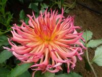 Jiřinka 'Nutley Sunrise'