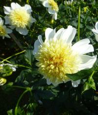 Dahlia (Jiřinka 'Platinum Blonde')