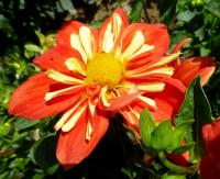 Dahlia (Jiřinka 'Stehlík')