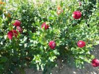 Dahlia (Jiřinka 'Cornell')