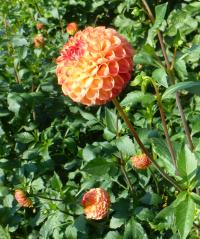 Dahlia 'Ginger Willo'  jiřina rostlina