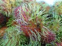 Rambutan