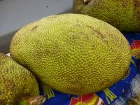 Artocarpus heterophyllus (Chlebovník různolistý)