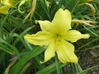 Hemerocallis  'Hudson Valley' - denivka