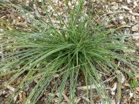 Carex conica (Ostřice 'Variegata')