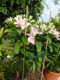 Lilium x hybridum 'Soft Music'  lilie rostlina