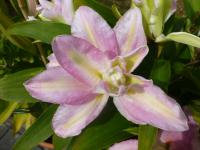 Lilium x hybridum     'Soft Music'  lilie rostlina