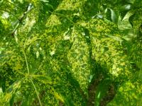 Fraxinus pennsylvanica (Jasan pensylvánský 'Aucubifolia' - větévky s listy)