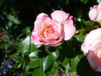 Rosa  'Rosenstadt Freising'  růže květy, květenství