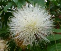 Calliandra haematocephala (Kaliandra červenohlavá 'Alba')