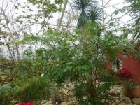 Calliandra haematocephala (Kaliandra červenohlavá 'Alba')